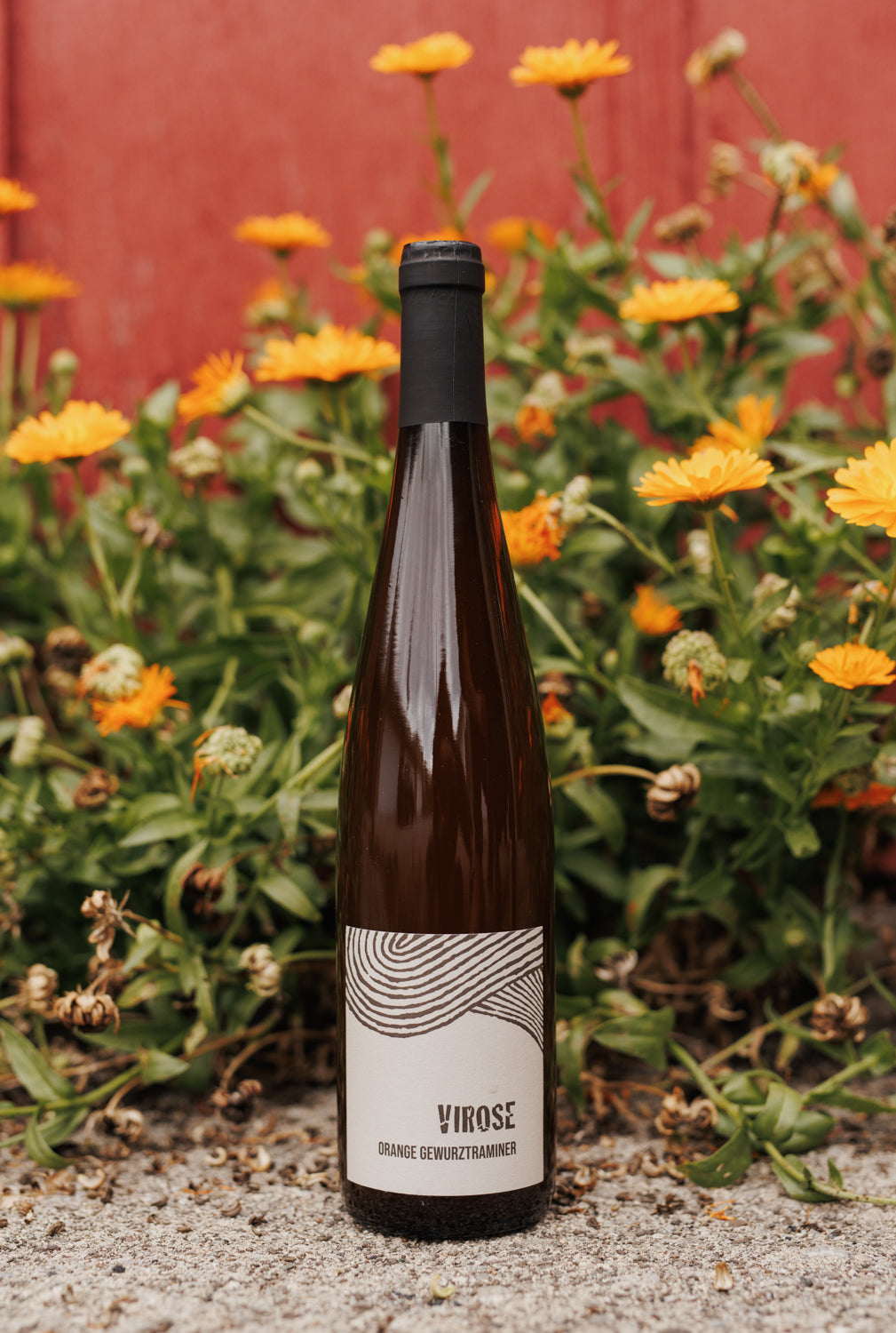Virose – Bottega Volo